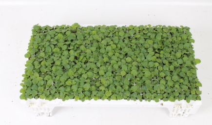 Cocopeat-washed-or-Buffered